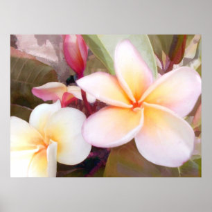 Affiches Plumeria blanc
