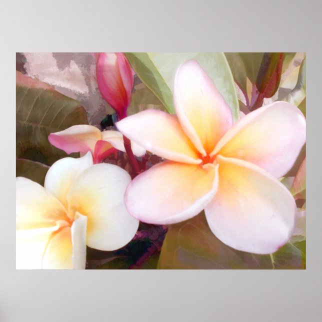 Affiches Plumeria blanche (Devant)