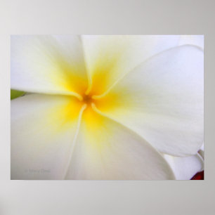Affiches Plumeria blanche