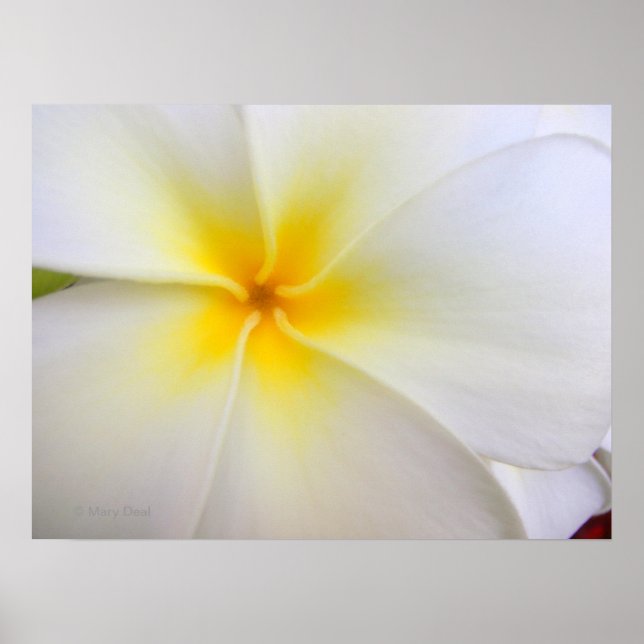 Affiches Plumeria blanche (Devant)