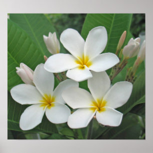 Affiches Plumeria - clair de lune