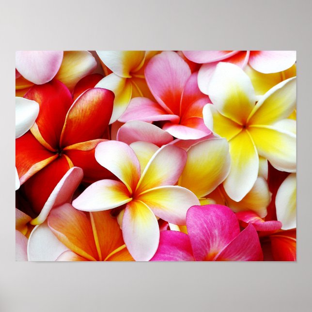 Affiches Plumeria Frangipani Hawaii Fleur Customisée (Devant)