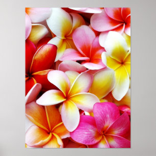 Affiches Plumeria Frangipani Hawaii Fleur Customisée