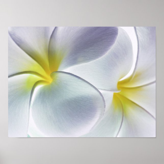 Affiches Plumeria Frangipani Hawaii Flower Customized Blank (Devant)