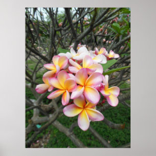 Affiches Plumeria hawaïen