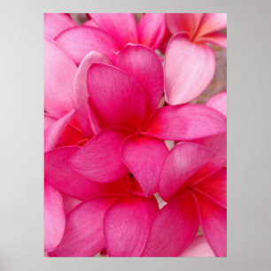 Affiches Plumeria hawaïen