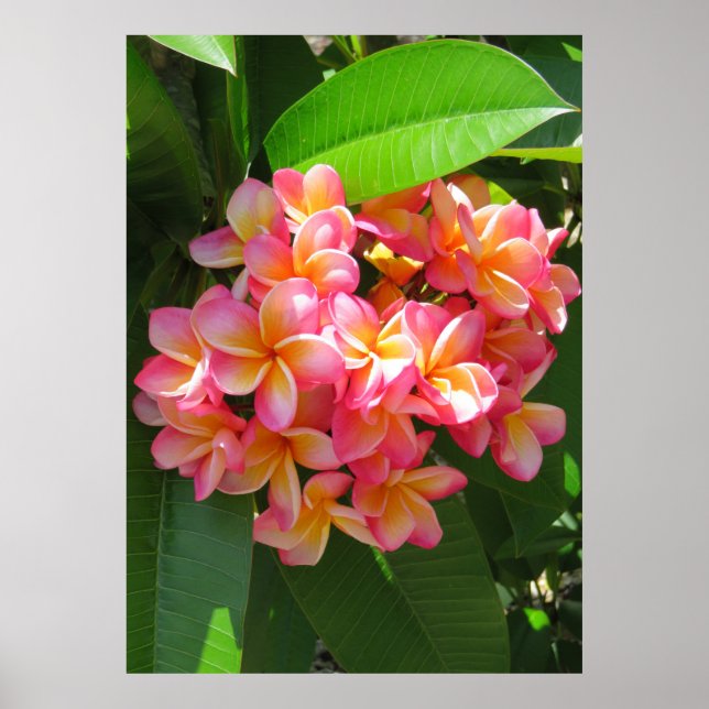Affiches Plumeria hawaïenne (Devant)