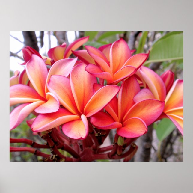 Affiches Plumeria hawaïenne (Devant)