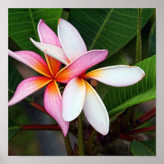 Affiches Plumeria hawaïenne (Devant)