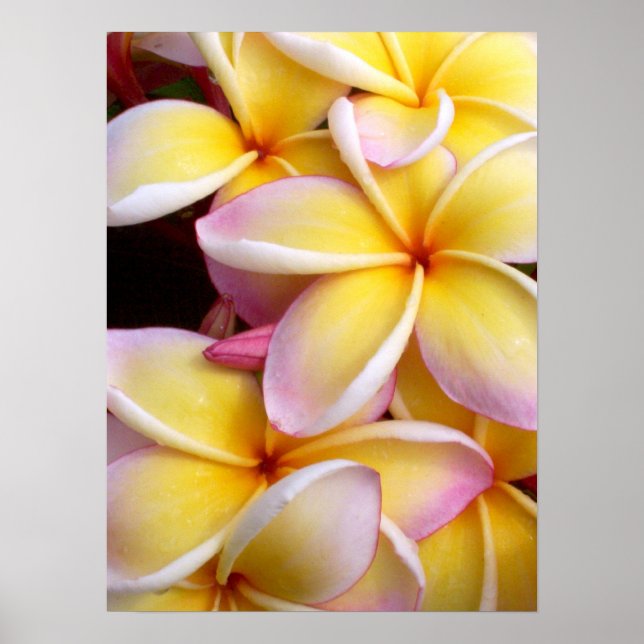 Affiches Plumeria hawaïenne (Devant)