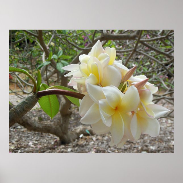Affiches Plumeria hawaïenne (Devant)