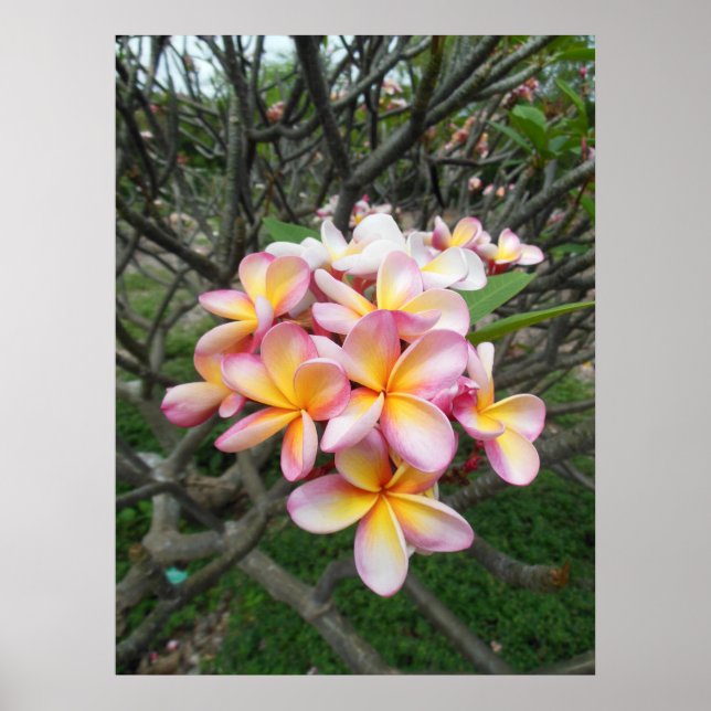 Affiches Plumeria hawaïenne (Devant)