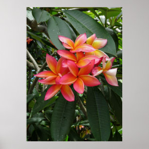 Affiches Plumeria hawaïenne