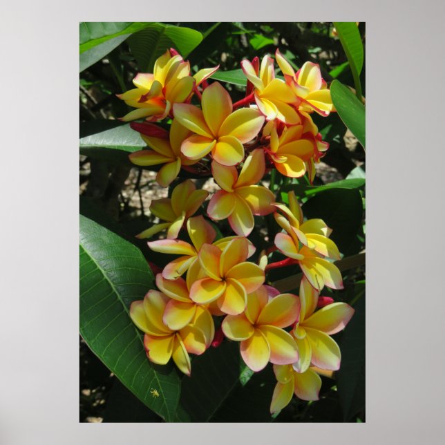 Affiches Plumeria hawaïenne (Devant)