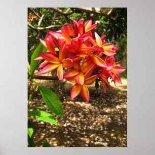 Affiches Plumeria hawaïenne