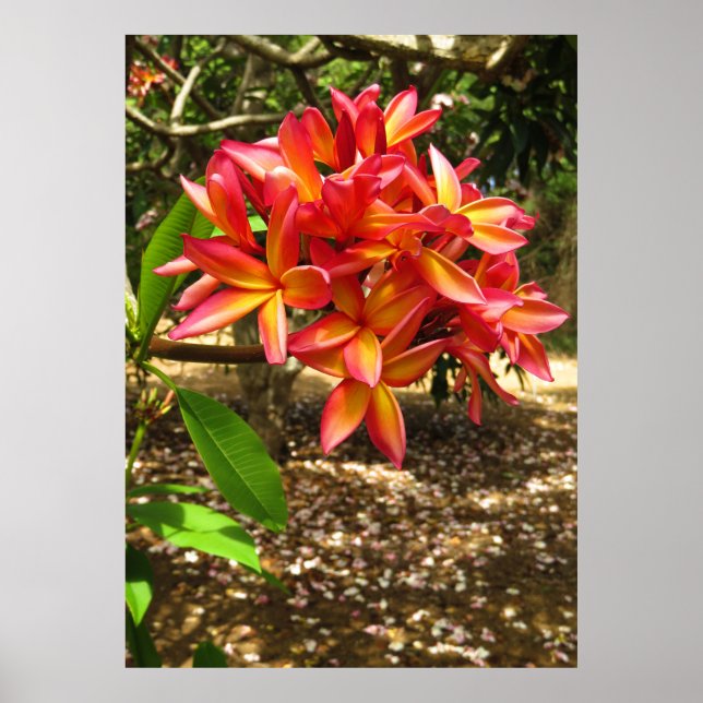 Affiches Plumeria hawaïenne (Devant)
