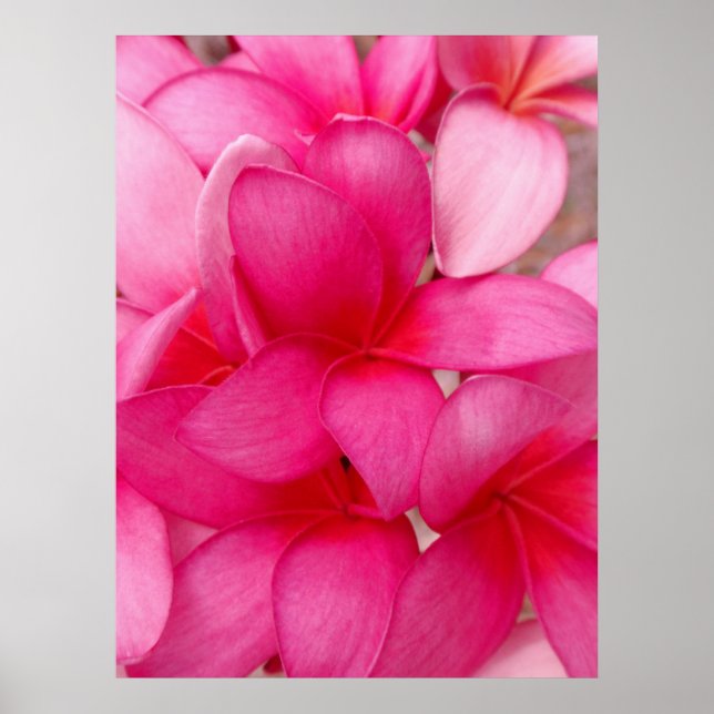 Affiches Plumeria hawaïenne (Devant)