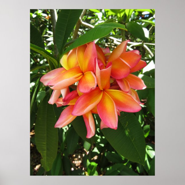 Affiches Plumeria hawaïenne (Devant)