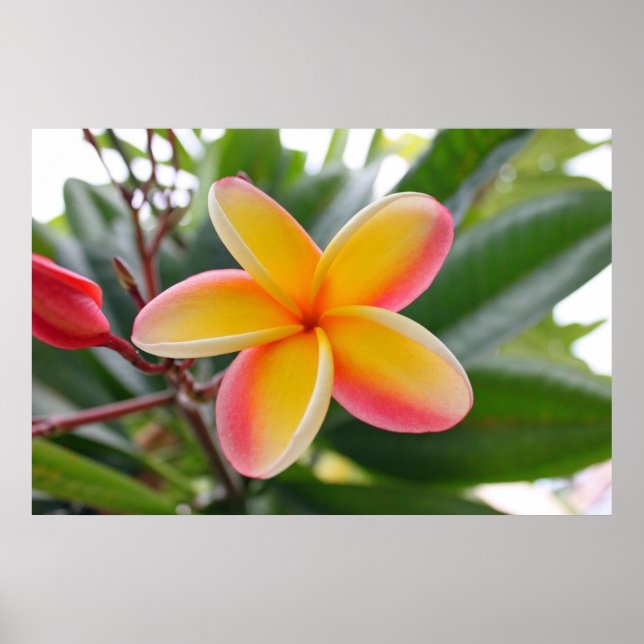 Affiches Plumeria rouge et jaune 1 (Devant)