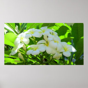 Affiches Plumeria Salutation matin