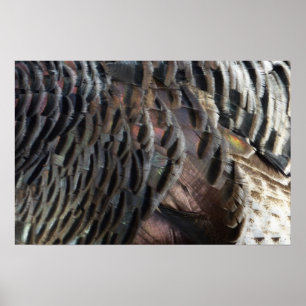 Affiches Plumes de Dindon Sauvage I Design Abstrait de la N