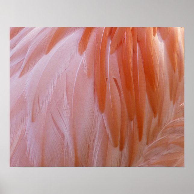 Affiches Plumes de Flamant rose dans les tons roses (Devant)