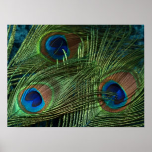 Affiches Plumes de paon vert