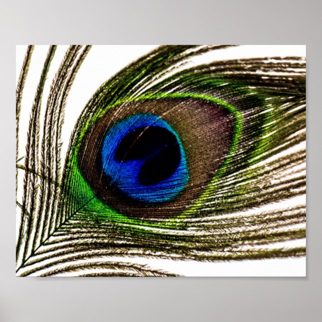 Affiches Plumes de paquetage (Devant)