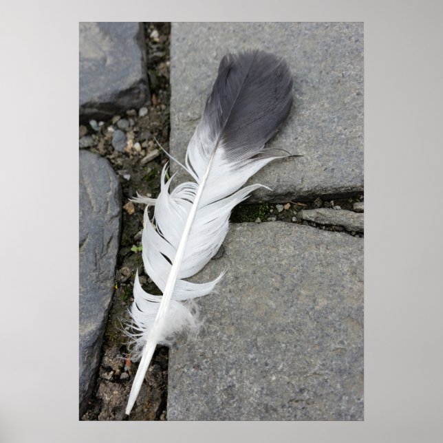 Affiches plumes sur chaussée (Devant)