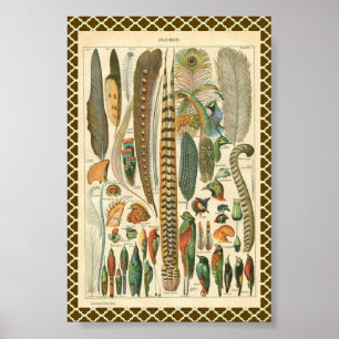 Affiches Plumes vintages
