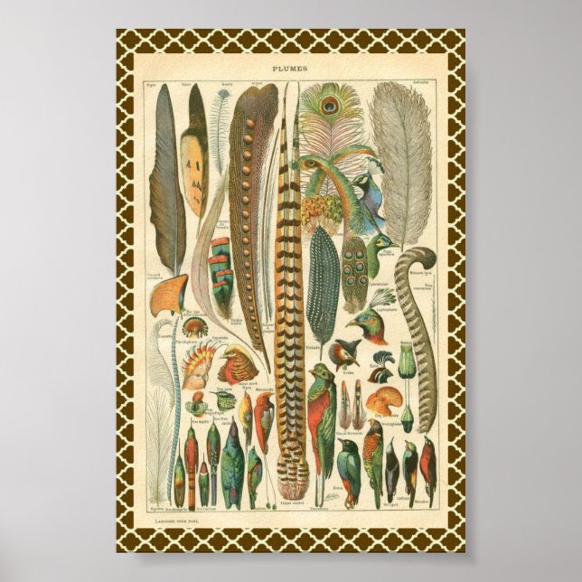 Affiches Plumes vintages (Devant)