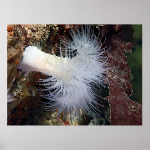 Affiches Plumose Anemone (Metridium farcimen) - Art