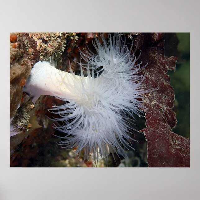 Affiches Plumose Anemone (Metridium farcimen) - Art (Devant)