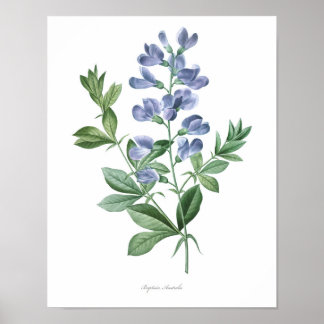 Affiches PLUS HAUTE QUALITÉ Empreinte Botanique de Baptisia