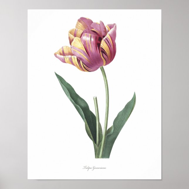 Affiches PLUS HAUTE QUALITÉ Empreinte Botanique de Tulipe (Devant)