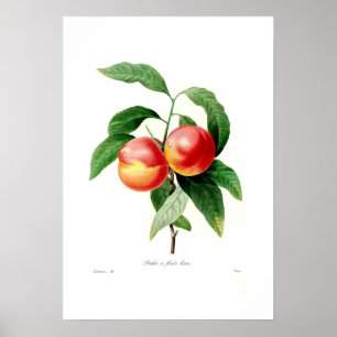 Affiches Poche
