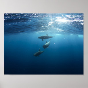 Affiches Pod de dauphins nageant sous l'eau