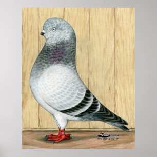 Affiches Poignée bleue Pigeon Pigeon