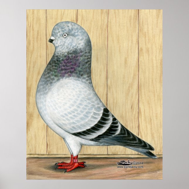 Affiches Poignée bleue Pigeon Pigeon (Devant)
