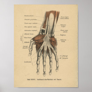Affiches Poignet de main d'impression d'anatomie d'Allemand