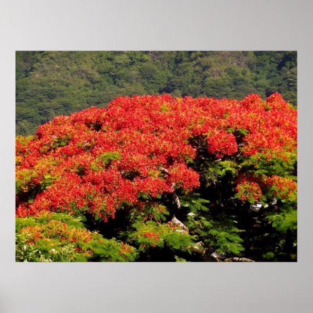 Affiches Poinciana (Devant)