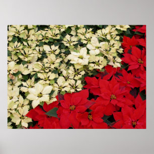 Affiches Poinsettias blanches et rouges I Holiday Floral