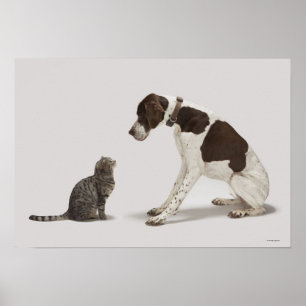 Affiches Pointeur regardant en bas du chat