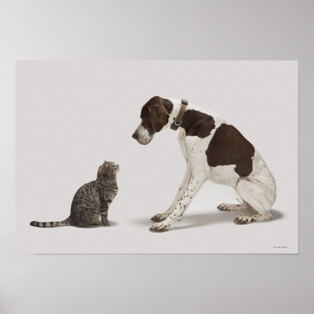 Affiches Pointeur regardant en bas du chat (Devant)
