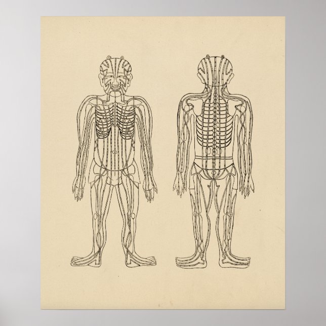 Affiches Points d'acupuncture vintage (Devant)