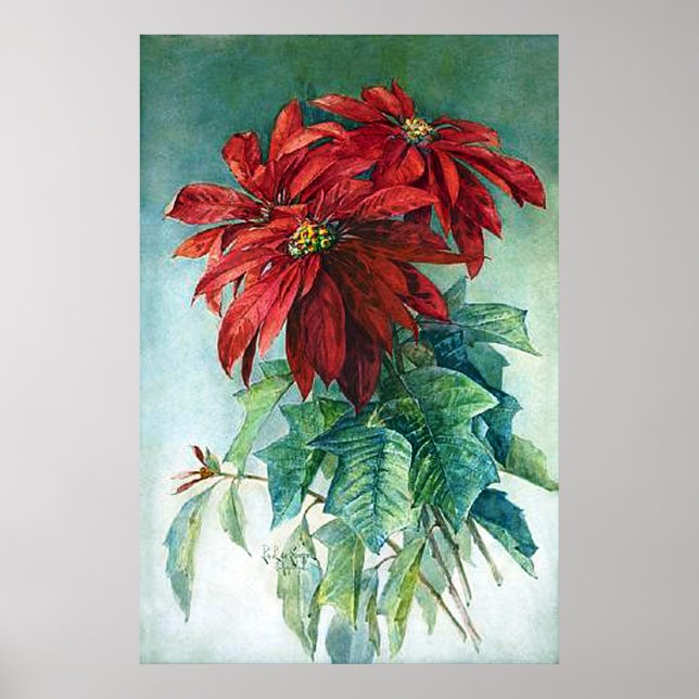 Affiches Pointsettias Aquarelle Art (Devant)