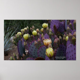 Affiches Poire pourpre opuntie cactus fleurs jaunes