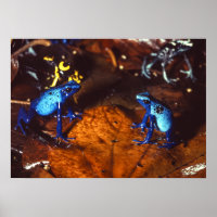 Poison grenouilles