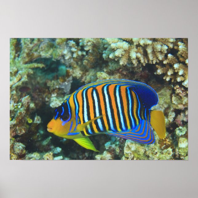 Affiches Poisson-ange royal juvénile Pygoplites (Devant)