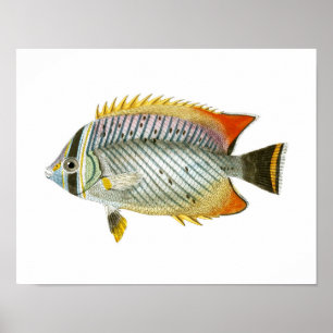 Affiches Poisson antique Imprimer no 9 Décor de la maison d